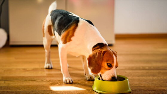 Правильное питание для собаки: как кормить питомца, чтобы он оставался здоровым