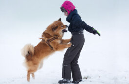 Настырный пес: 7 советов, как отучить собаку запрыгивать на людей