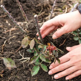 Для пышного цветения: 7 важных дел, которые нужно сделать с розами весной