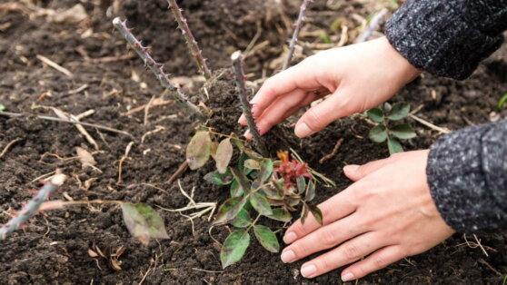 Для пышного цветения: 7 важных дел, которые нужно сделать с розами весной