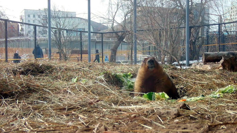 Сурки в Московском зоопарке проснулись раньше срока: видео