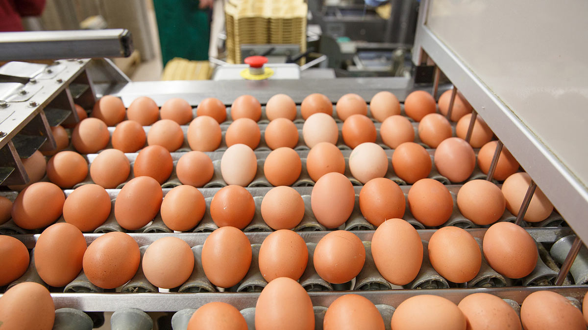 Азербайджан поставил в Россию вторую партию куриных яиц
