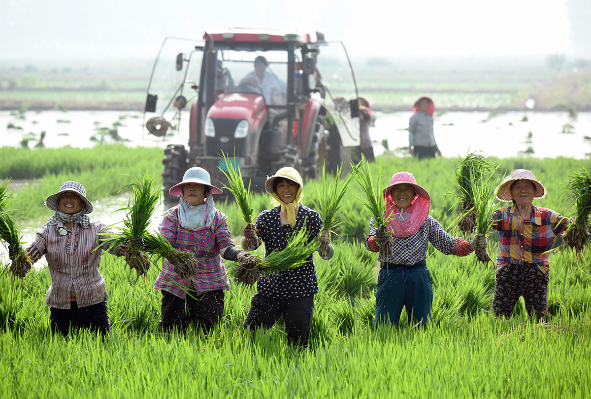 Китайские фермеры несут саженцы риса