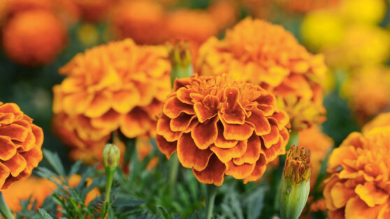 Когда сажать бархатцы в 2022 году: благоприятные дни по лунному календарю