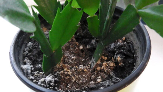 Белый налет в цветочных горшках: причины появления и как от него избавиться