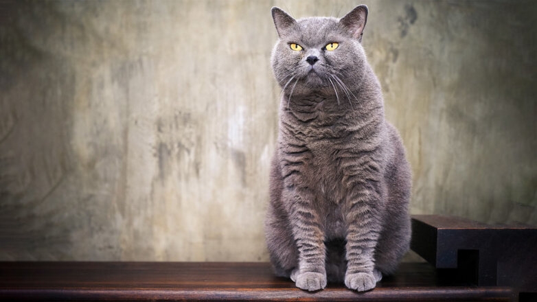 Самые большие кошки: 5 распространенных пород