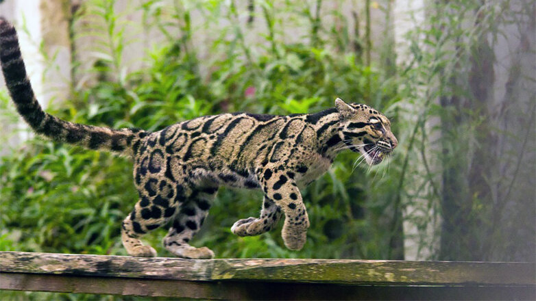 Краснокнижные дымчатые леопарды поселились в Московском зоопарке