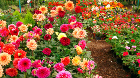 Когда и как высаживать георгины: шпаргалка для начинающих садоводов