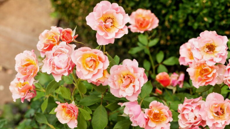 Как добиться от роз пышного цветения: садовод назвал простой способ