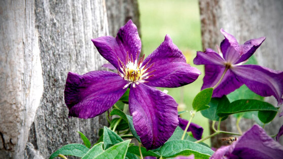 Проблемный сад: 6 самых худших растений для выращивания на даче