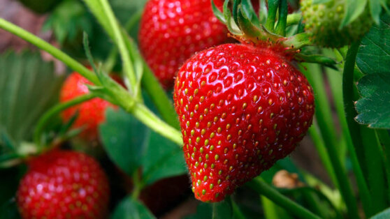 Чем подкормить клубнику весной: удобрения для богатого урожая