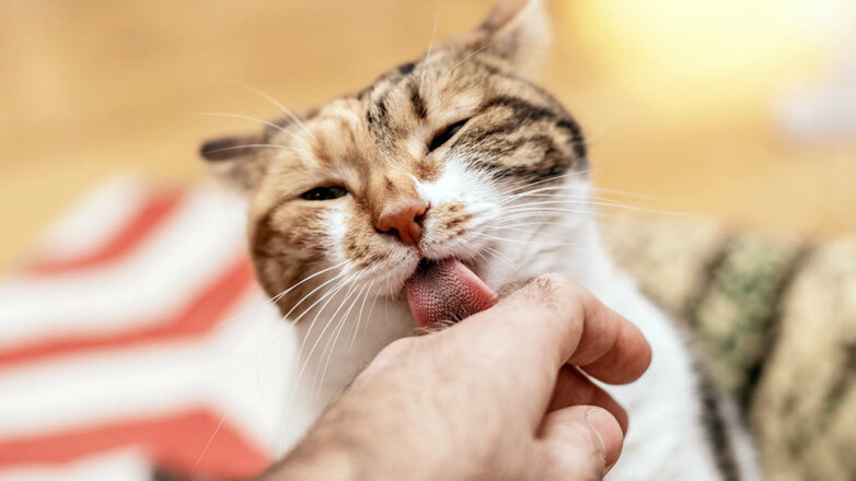 Почему кошка вылизывает руки хозяина: 2 опасные причины необычного поведения