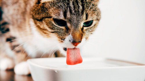 Жара и соль: 3 причины, почему кошка пьет много воды