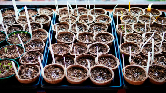 Почему плохо растет рассада: 7 возможных причин