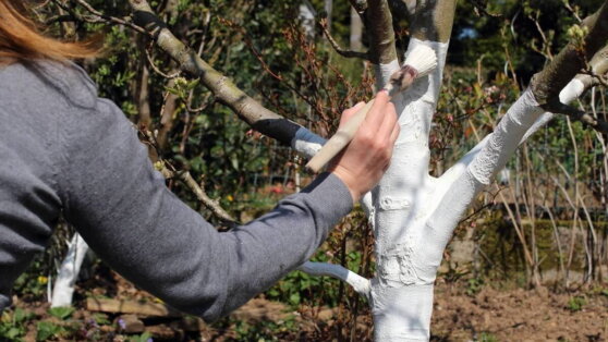 Календарь дачника: 10 самых важных дел апреля в саду