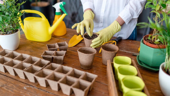 Залог хорошего урожая: что нужно приобрести для выращивания рассады