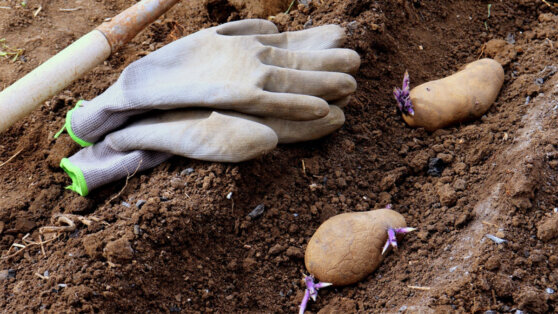 Когда сажать картошку в 2022 году: благоприятные дни по лунному календарю