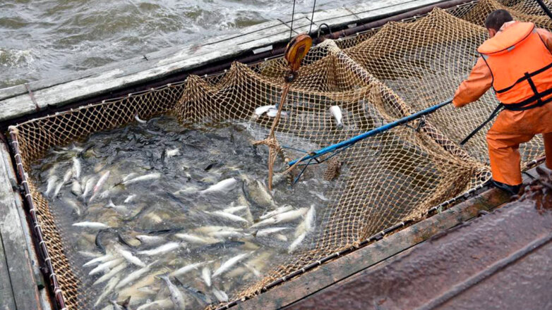 Эксперты предупредили о сложностях с импортозамещением некоторых видов рыбы