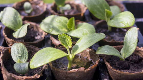 Когда сажать кабачки в 2022 году: благоприятные дни по лунному календарю