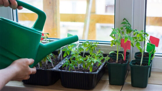 Опытные огородники поделились, как правильно подкармливать рассаду томатов