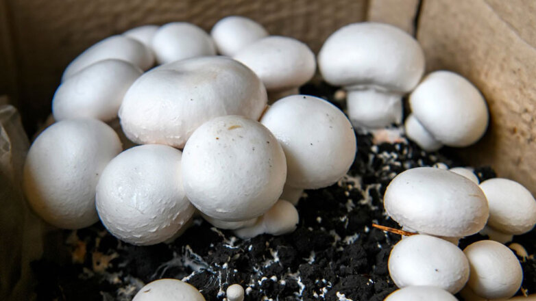Как выращивать грибы в домашних условиях: особенности и способы посадки