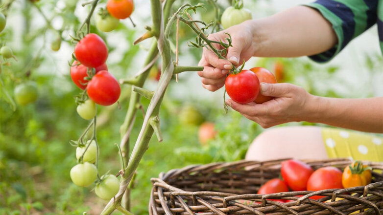 Сокращают урожай: 5 мифов о выращивании томатов, которых следует избегать