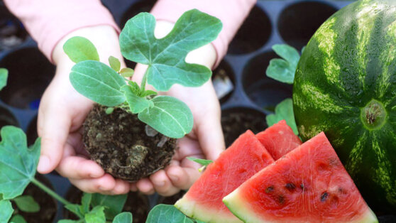 Когда сажать арбузы в 2022 году на рассаду и в открытый грунт: благоприятные дни по лунному календарю