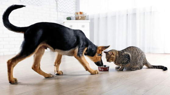 Ветеринар Михаил Шеляков назвал доступный аналог зарубежных кормов