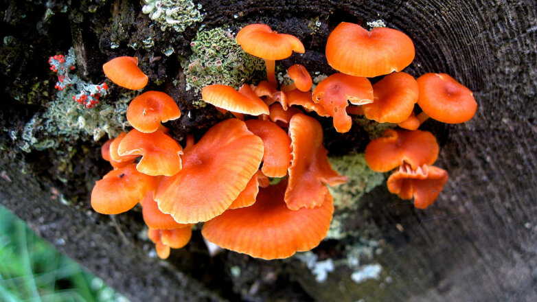 Ученые предположили, что грибы общаются между собой