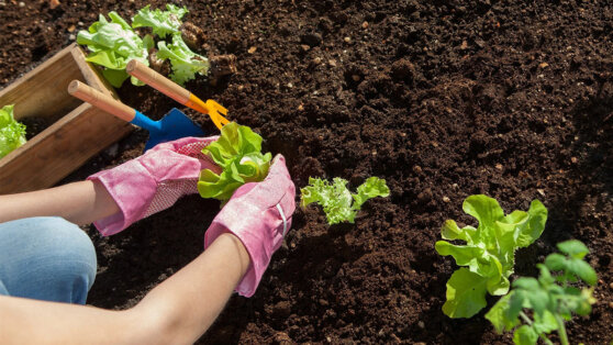 Что посадить на даче в мае: пособие для начинающего огородника