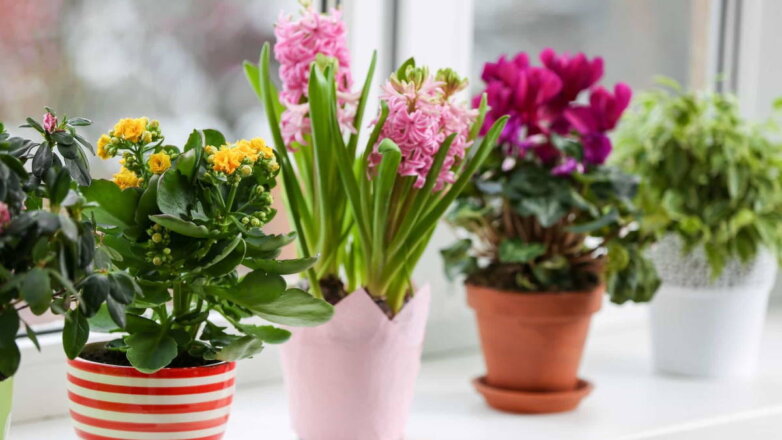 Зеленые целители: 5 полезных комнатных растений