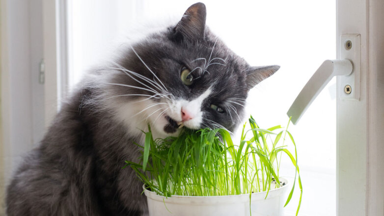 Кошачья аптека: какие растения можно, а какие нельзя добавлять в рацион питомца