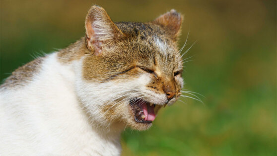 Беспричинное мяуканье: что хочет сказать вам кошка