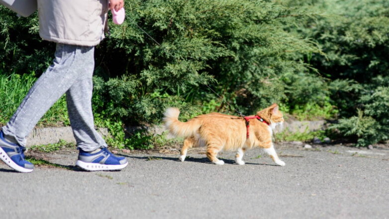 Как подготовить кошку к прогулкам на улице: полезные советы