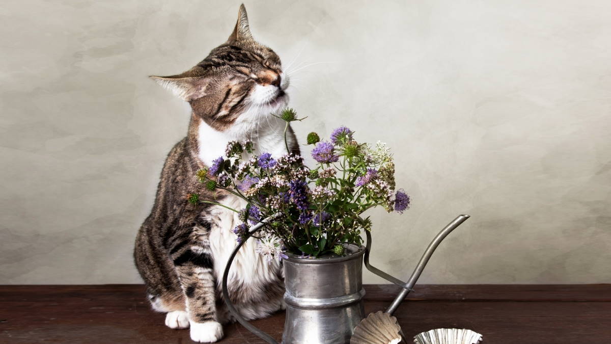 кошка с цветами