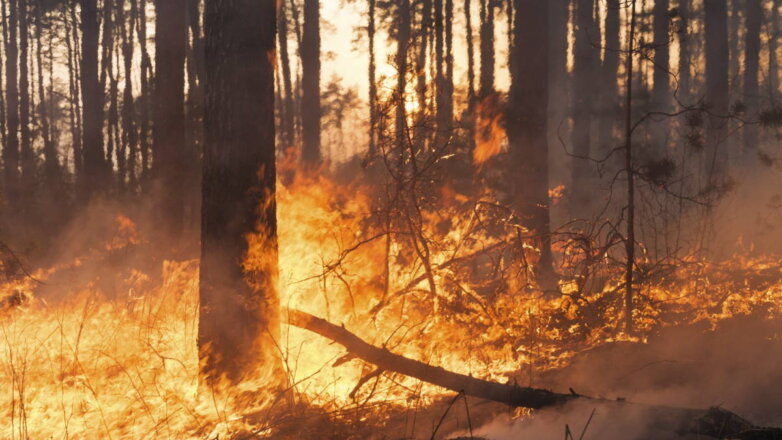 Площадь лесных пожаров в России увеличилась за сутки на 25%