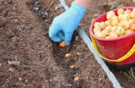 Когда сажать лук-севок в открытый грунт: благоприятные дни по лунному календарю