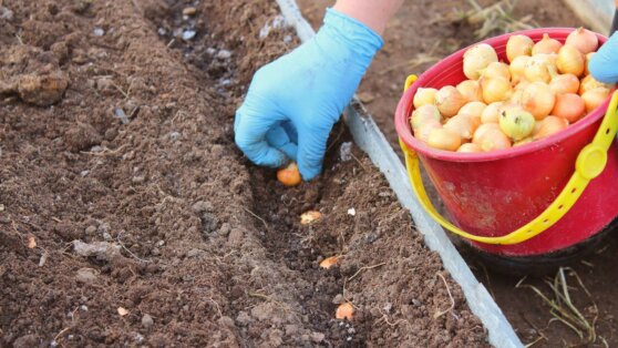 Когда сажать лук-севок в открытый грунт: благоприятные дни по лунному календарю