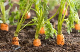 Для сладости и роста: чем подкормить морковь и свёклу в июле