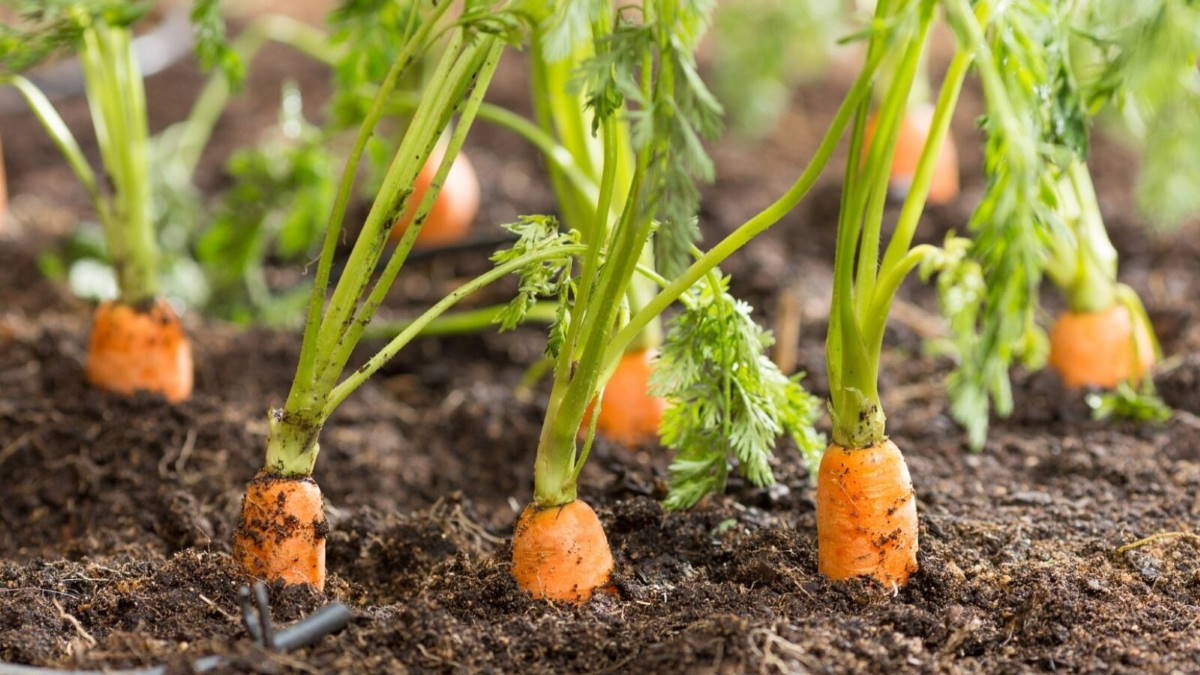 Когда сажать морковь в 2022 году: благоприятные дни по лунному календарю