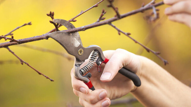 Для обильного урожая: 7 важных правил обрезки плодовых деревьев