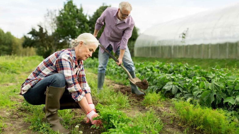 Организация участка и качество почвы: 5 советов огородникам для богатого урожая