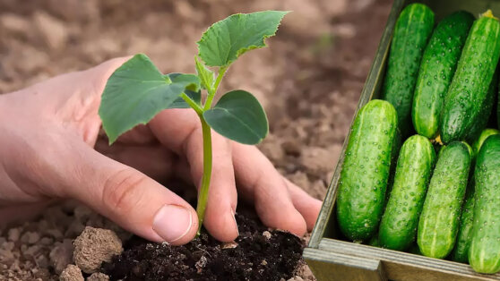 Когда сажать рассаду огурцов в 2022 году: благоприятные дни по лунному календарю