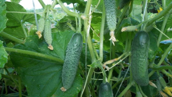 Недоброе соседство: какие растения нельзя сажать рядом с огурцами