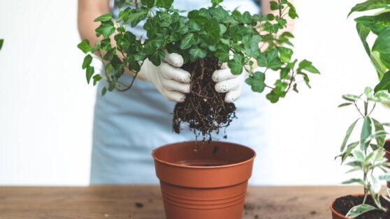 Дом для цветов: 5 признаков, что комнатное растение нуждается в срочной пересадке