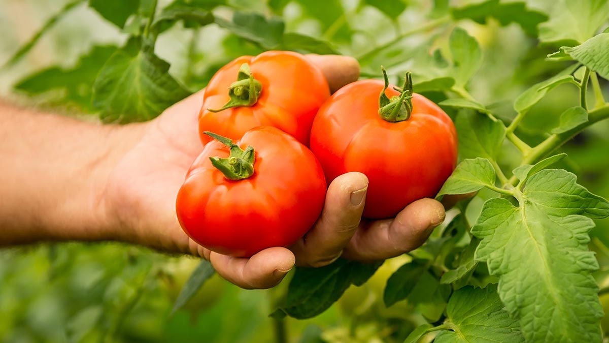 Как вырастить большие и вкусные помидоры: простой секрет от садовода