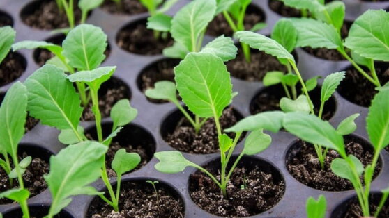 Когда сажать капусту в 2022 году: благоприятные дни по лунному календарю