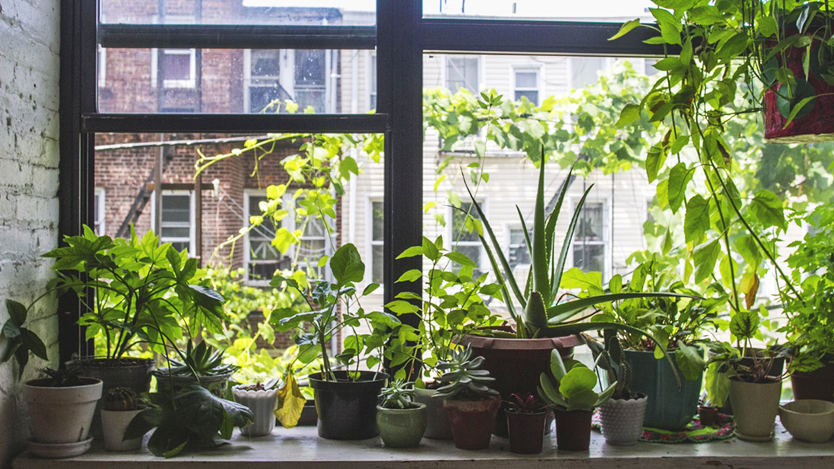 Почему не цветут комнатные растения