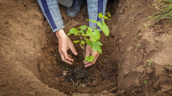 Как посадить виноград на даче: советы экспертов