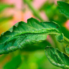 Неотложная помощь: 7 причин скручивания листьев у томатов и что с этим делать